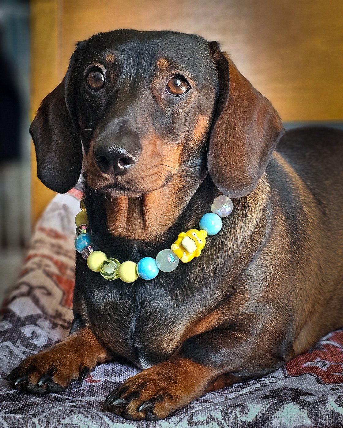 A dark chocolate and tan dachshund lying on a cushion wearing a blue and yellow beaded collar, Windy City Tailz styled photo.