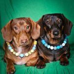 Two dachshunds sitting side by side on a green backdrop wearing blue and yellow beaded collars, Windy City Tailz styled photo.