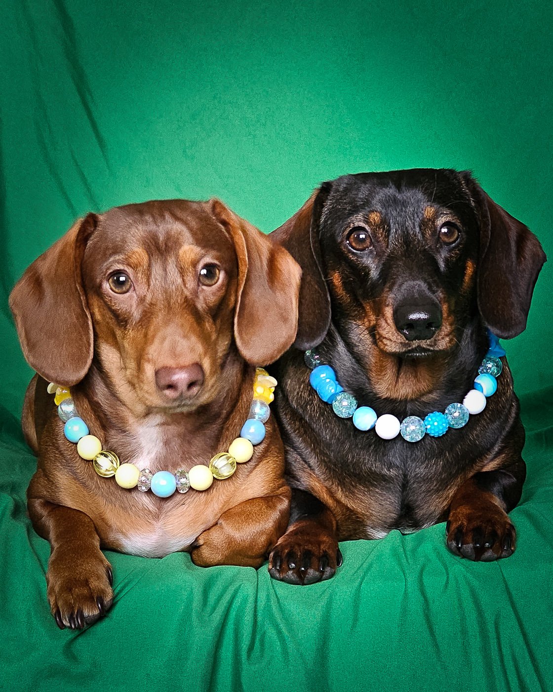 Two dachshunds sitting side by side on a green backdrop wearing blue and yellow beaded collars, Windy City Tailz styled photo.