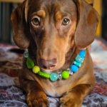 A red dachshund lying on a cushion wearing a green and blue beaded collar with leaf accents, Windy City Tailz styled photo.