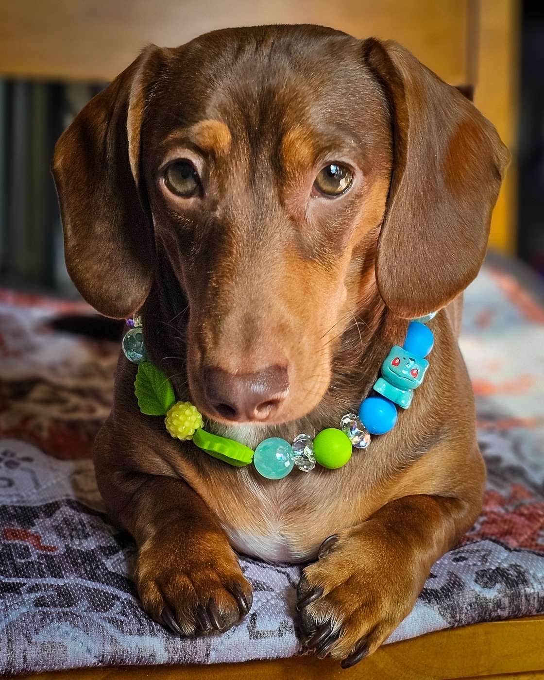 A red dachshund lying on a cushion wearing a green and blue beaded collar with leaf accents, Windy City Tailz styled photo.