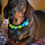 A dachshund lying on a cushion wearing a green and blue beaded collar with leaf accents, Windy City Tailz styled photo.