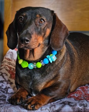 A dachshund lying on a cushion wearing a green and blue beaded collar with leaf accents, Windy City Tailz styled photo.