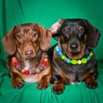 Two dachshunds lying on a green backdrop wearing a green and blue beaded collar and a red and cocoa beaded collar, Windy City Tailz styled photo.