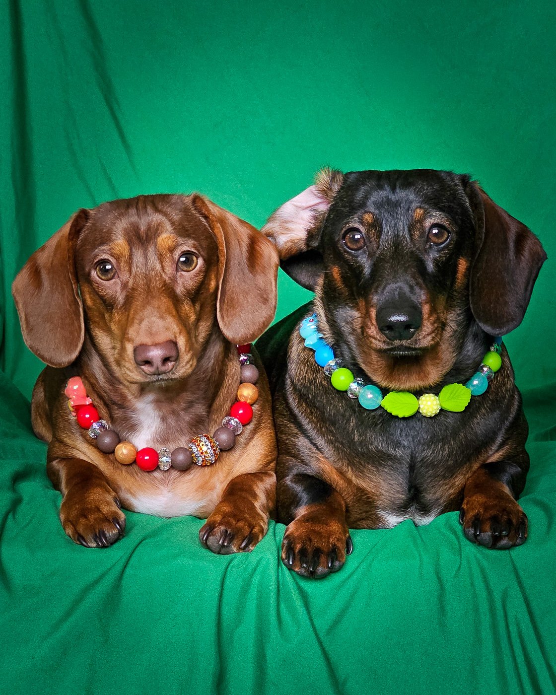 Two dachshunds lying on a green backdrop wearing a green and blue beaded collar and a red and cocoa beaded collar, Windy City Tailz styled photo.