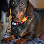 A dachshund lying on a patterned cushion wearing a black, white, red, and yellow beaded collar, Windy City Tailz styled photo.