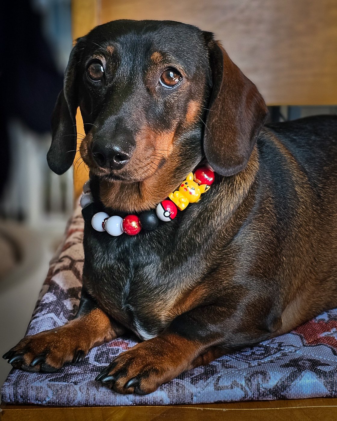 A dachshund lying on a patterned cushion wearing a black, white, red, and yellow beaded collar, Windy City Tailz styled photo.
