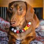 A dachshund lying on a patterned cushion wearing a black, white, red, and yellow beaded collar, Windy City Tailz styled photo.