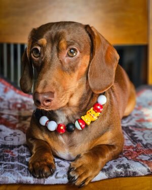 A dachshund lying on a patterned cushion wearing a black, white, red, and yellow beaded collar, Windy City Tailz styled photo.