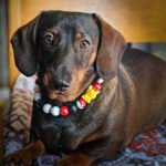 A dachshund lying on a patterned cushion wearing a black, white, red, and yellow beaded collar, Windy City Tailz styled photo.