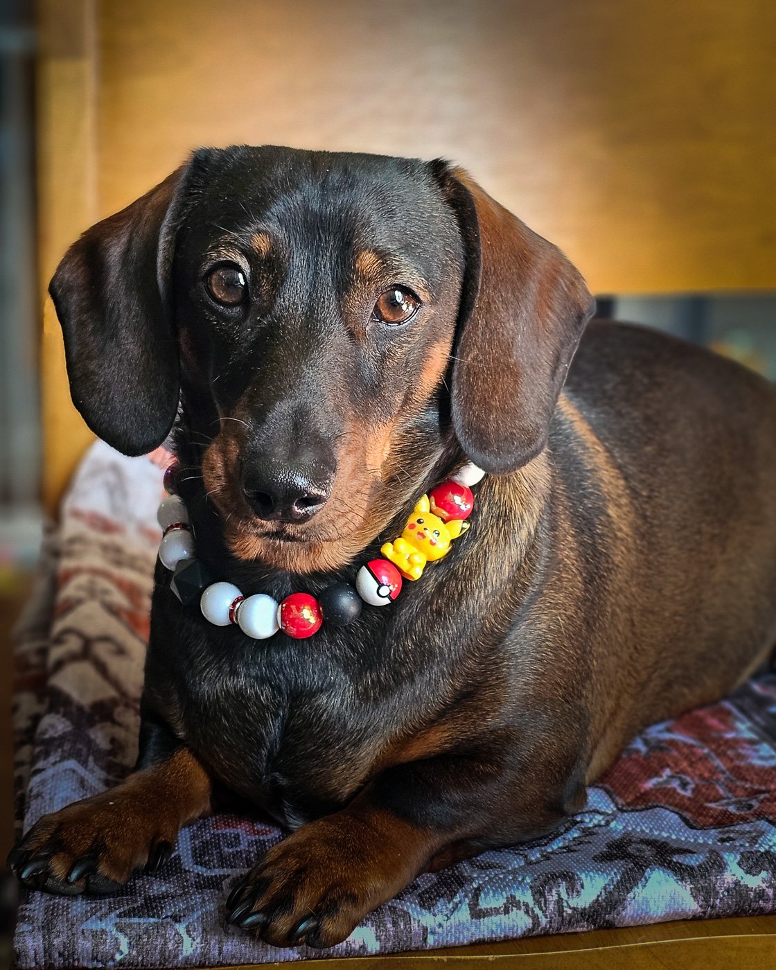A dachshund lying on a patterned cushion wearing a black, white, red, and yellow beaded collar, Windy City Tailz styled photo.