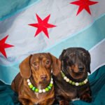 Two dachshunds wearing green and white beaded collars posed in front of a Chicago flag, Windy City Tailz city pride photo.