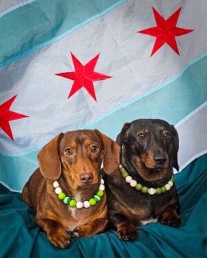 Two dachshunds wearing green and white beaded collars posed in front of a Chicago flag, Windy City Tailz city pride photo.