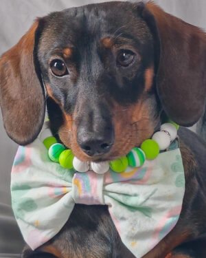 A dachshund wearing a pastel rainbow bow tie and a lime green beaded collar, Windy City Tailz styled photo.