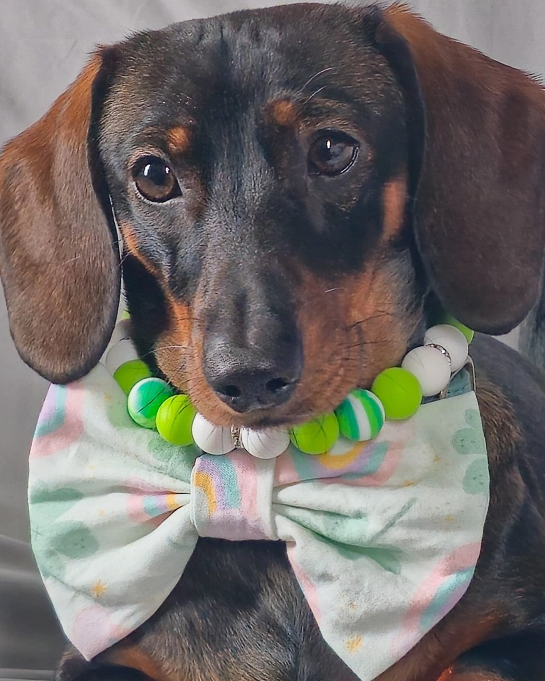 A dachshund wearing a pastel rainbow bow tie and a lime green beaded collar, Windy City Tailz styled photo.