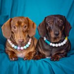 Two dachshunds lie side by side on a teal backdrop wearing pastel beaded collars, Windy City Tailz duo photo.