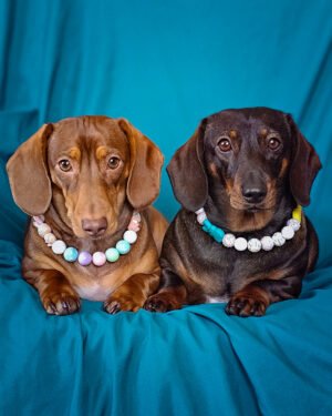 Two dachshunds lie side by side on a teal backdrop wearing pastel beaded collars, Windy City Tailz duo photo.