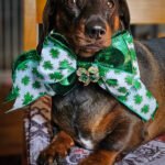 A dachshund lying on a green backdrop wearing a shamrock bow tie, Windy City Tailz styled photo.