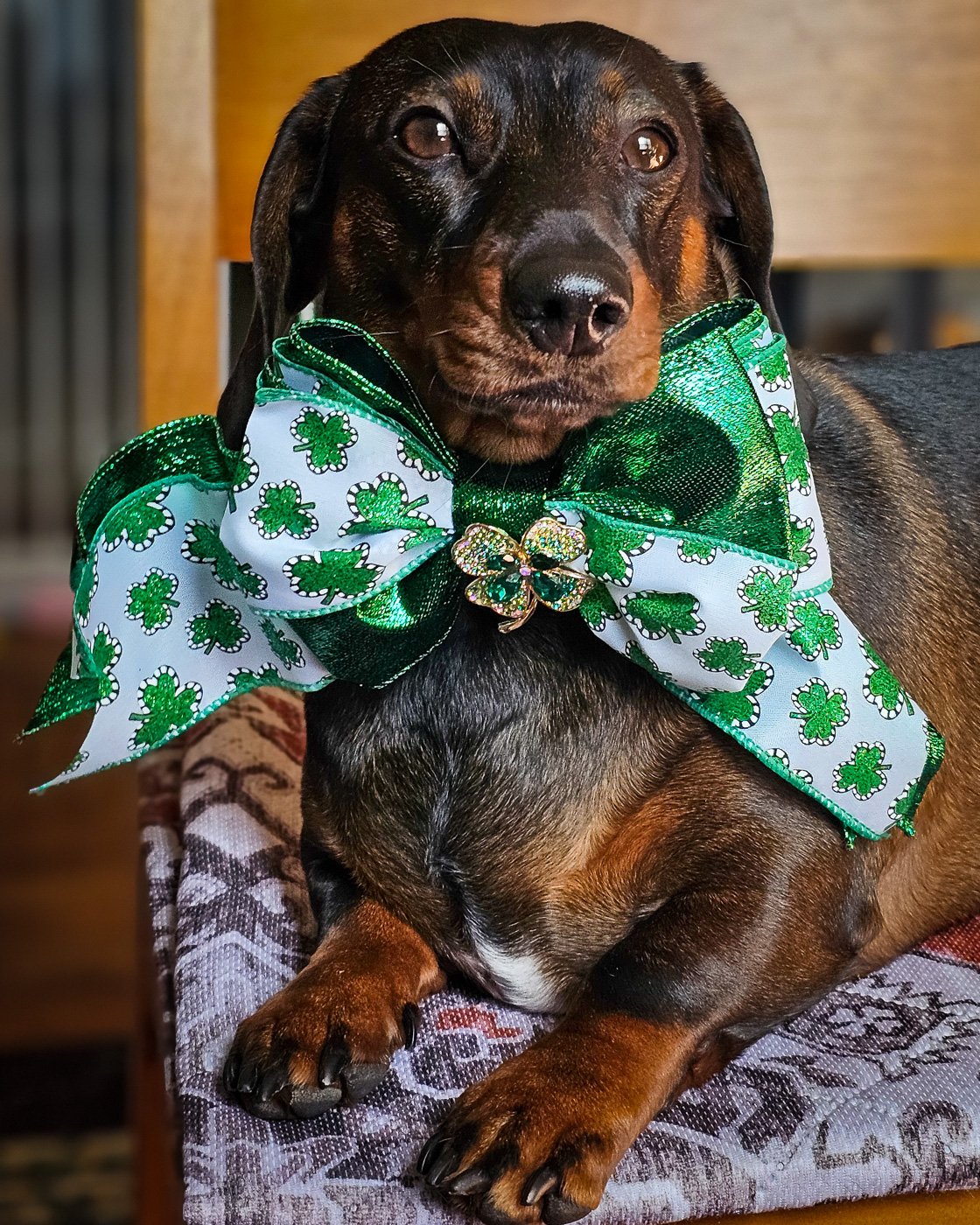A dachshund lying on a green backdrop wearing a shamrock bow tie, Windy City Tailz styled photo.