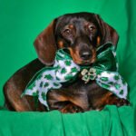 A dachshund lying on a green backdrop wearing a shamrock bow tie, Windy City Tailz styled photo.