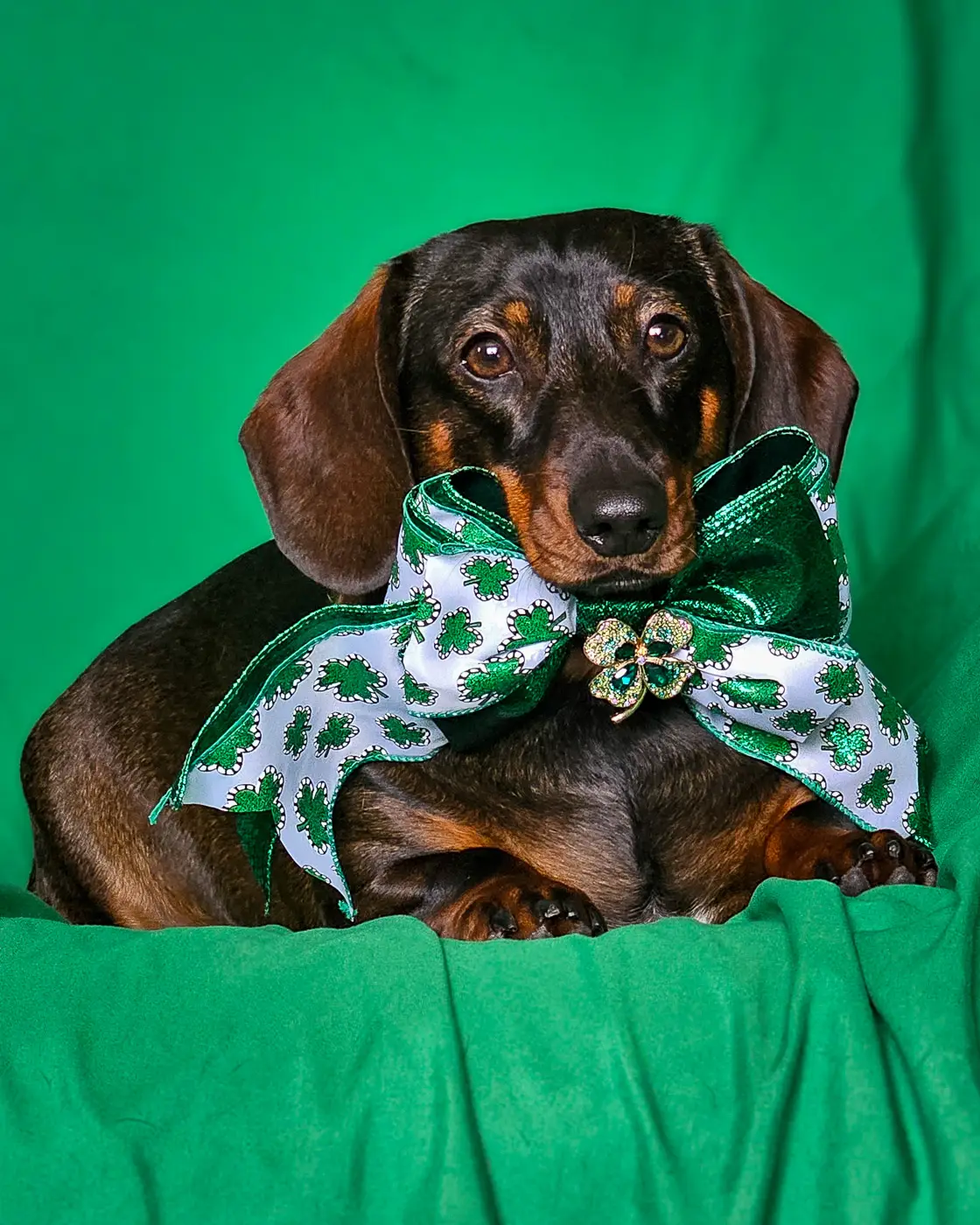 A dachshund lying on a green backdrop wearing a shamrock bow tie, Windy City Tailz styled photo.