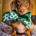 A dachshund sitting on a patterned blanket wearing a shamrock bow tie, Windy City Tailz styled photo.