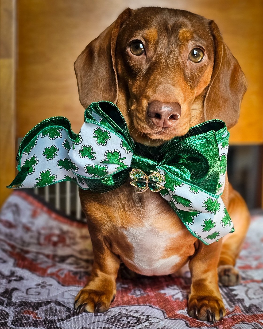A dachshund sitting on a patterned blanket wearing a shamrock bow tie, Windy City Tailz styled photo.