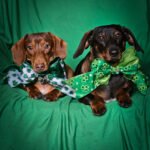 Two dachshunds lying on a green backdrop wearing shamrock bow ties, Windy City Tailz styled photo.