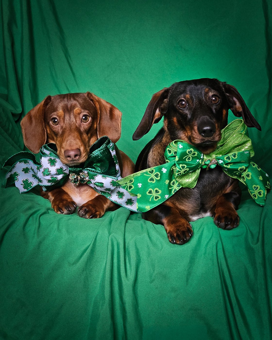 Two dachshunds lying on a green backdrop wearing shamrock bow ties, Windy City Tailz styled photo.