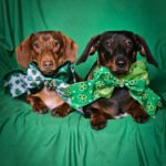 Two dachshunds lying on a green backdrop wearing shamrock bow ties, Windy City Tailz styled photo.