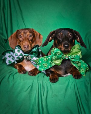 Two dachshunds lying on a green backdrop wearing shamrock bow ties, Windy City Tailz styled photo.