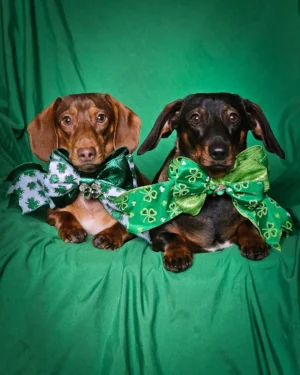 Two dachshunds lying on a green backdrop wearing shamrock bow ties, Windy City Tailz styled photo.
