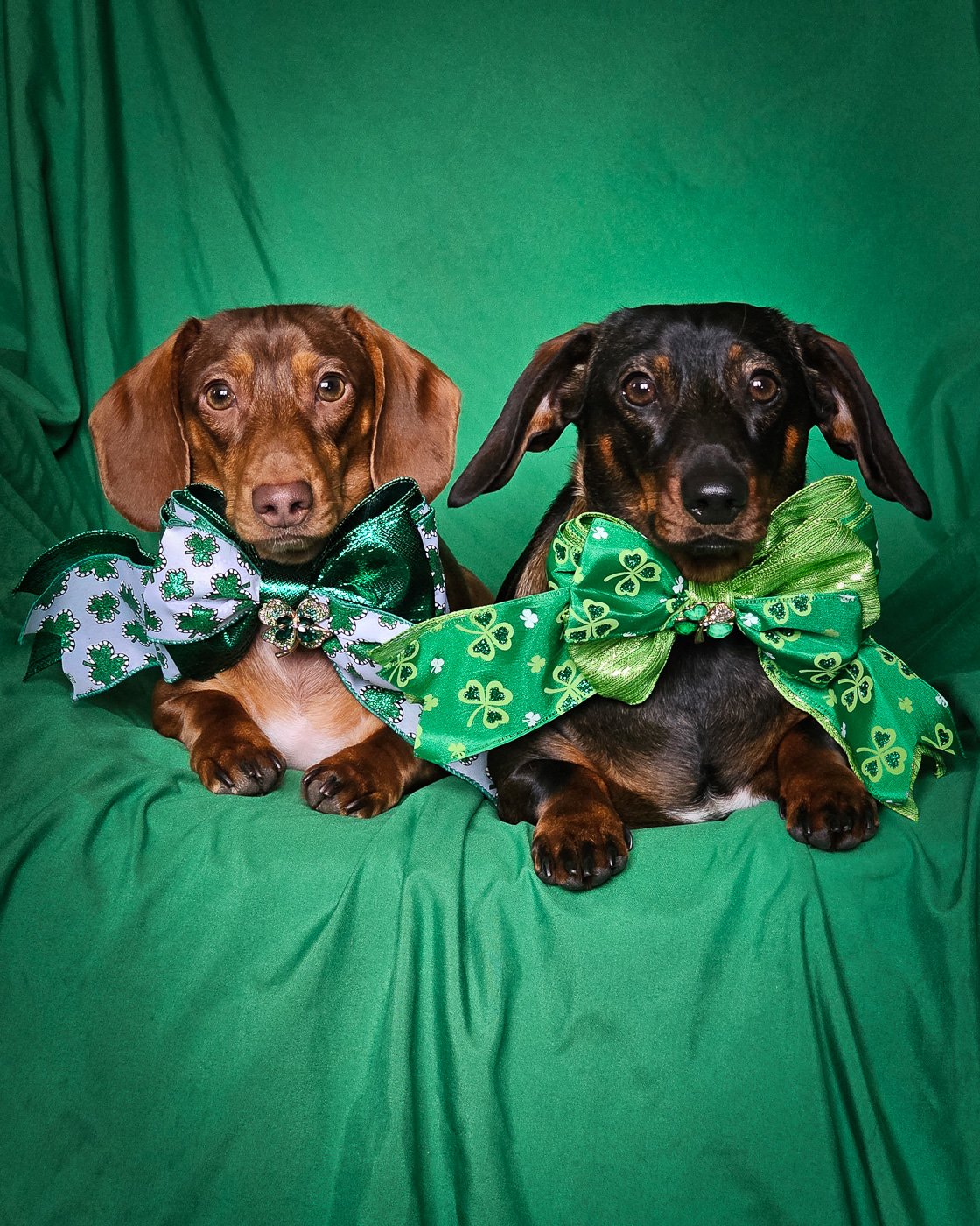 Two dachshunds lying on a green backdrop wearing shamrock bow ties, Windy City Tailz styled photo.