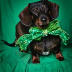 A dachshund sitting on a green backdrop wearing a shamrock bow tie, Windy City Tailz styled photo.