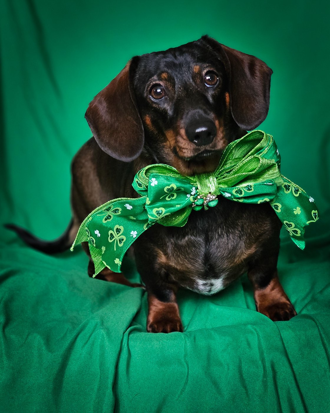 A dachshund sitting on a green backdrop wearing a shamrock bow tie, Windy City Tailz styled photo.
