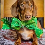A dachshund sitting on a patterned blanket wearing a green shamrock bow tie, Windy City Tailz styled photo.