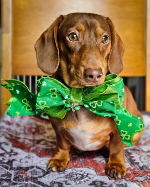 A dachshund sitting on a patterned blanket wearing a green shamrock bow tie, Windy City Tailz styled photo.