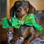 A dachshund sitting on a green backdrop wearing a shamrock bow tie, Windy City Tailz styled photo