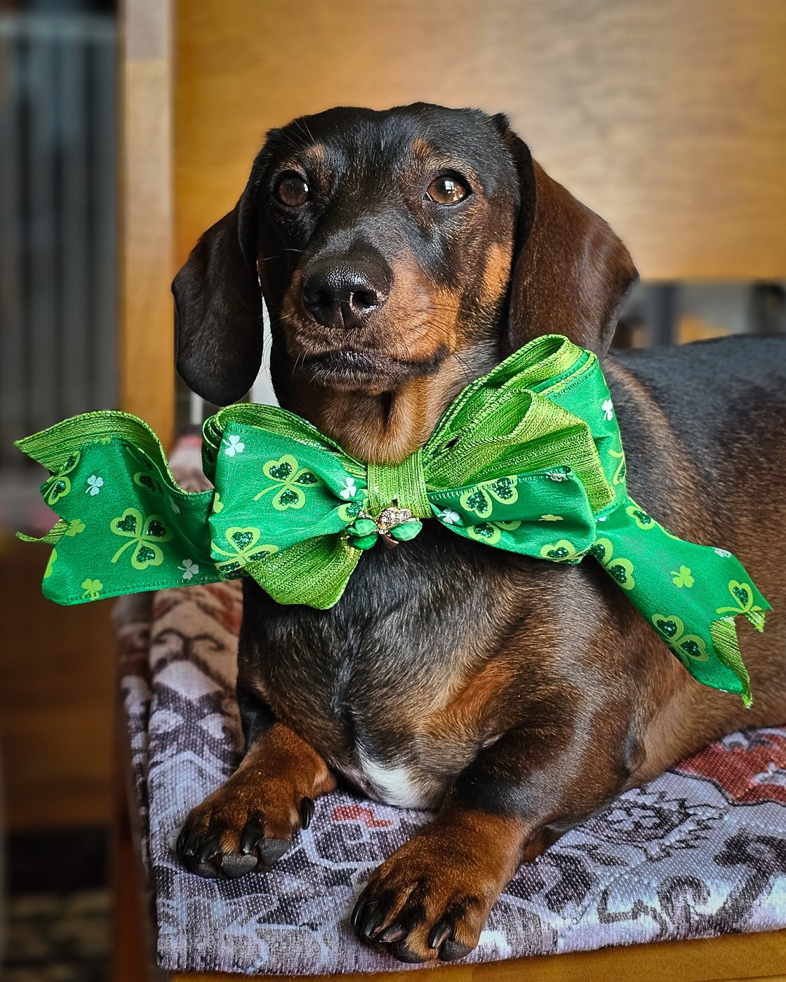 A dachshund sitting on a green backdrop wearing a shamrock bow tie, Windy City Tailz styled photo