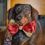 A dachshund lying on a patterned blanket wearing a red and gold bow tie, Windy City Tailz styled photo.