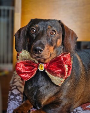 A dachshund lying on a patterned blanket wearing a red and gold bow tie, Windy City Tailz styled photo.