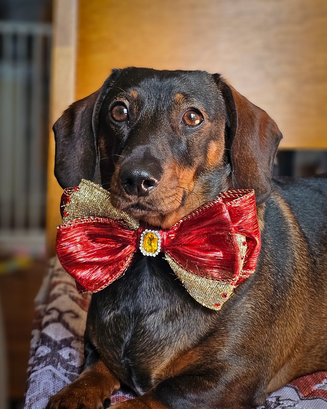 A dachshund lying on a patterned blanket wearing a red and gold bow tie, Windy City Tailz styled photo.