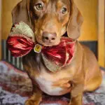 A dachshund sitting on a patterned blanket wearing a red and gold bow tie, Windy City Tailz styled photo.