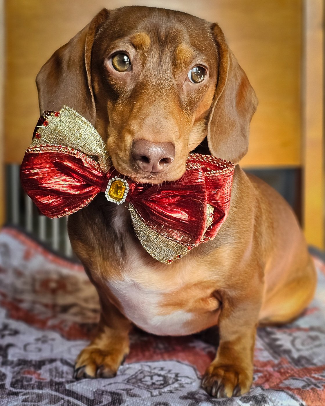 A dachshund sitting on a patterned blanket wearing a red and gold bow tie, Windy City Tailz styled photo.