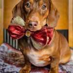 A dachshund sitting on a patterned blanket wearing a red and gold bow tie, Windy City Tailz styled photo.
