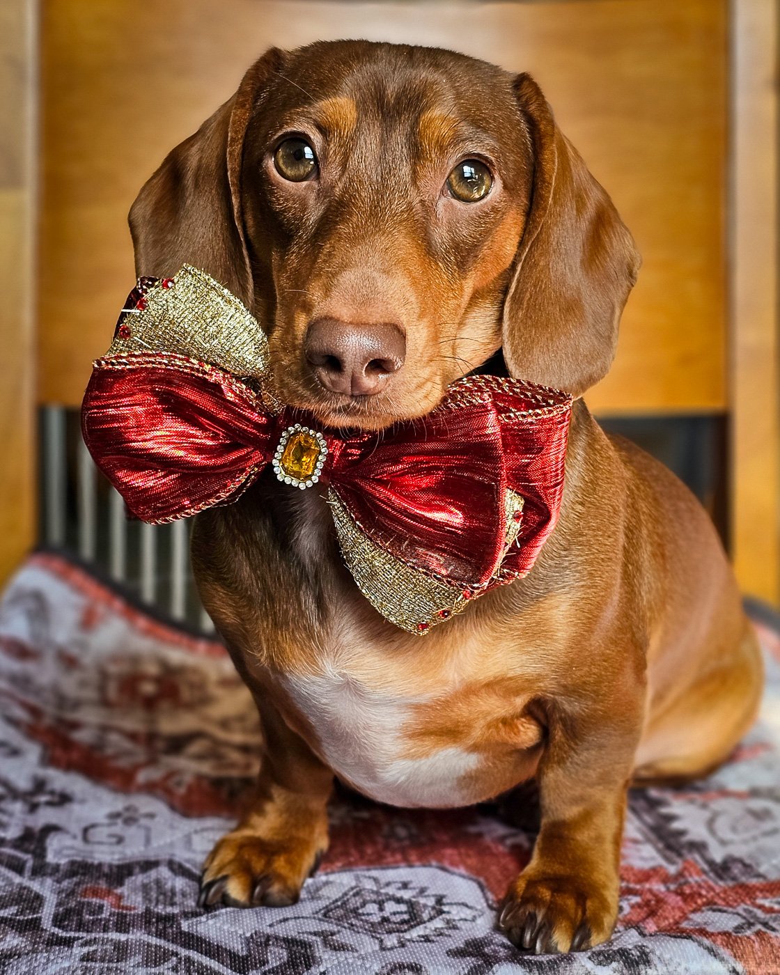 A dachshund sitting on a patterned blanket wearing a red and gold bow tie, Windy City Tailz styled photo.