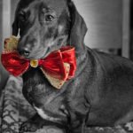 A dachshund sitting on a patterned blanket wearing a red and gold bow tie, Windy City Tailz styled photo.