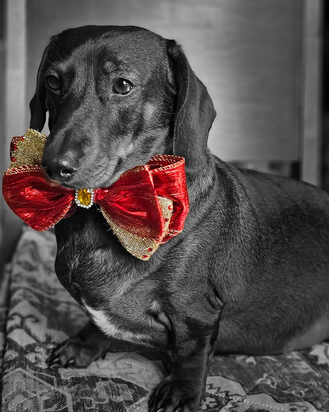 A dachshund sitting on a patterned blanket wearing a red and gold bow tie, Windy City Tailz styled photo.