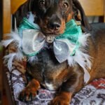 A dachshund lying on a patterned blanket wearing a teal and silver bow tie with feather accents, Windy City Tailz styled photo.