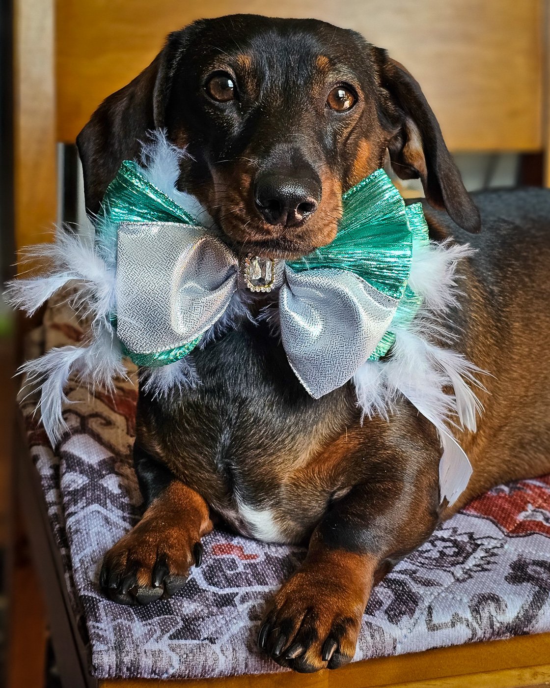 A dachshund lying on a patterned blanket wearing a teal and silver bow tie with feather accents, Windy City Tailz styled photo.